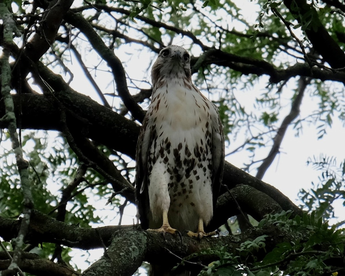 Red-tailed Hawk - ML487502611