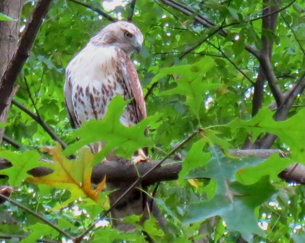 Red-tailed Hawk - ML487502621