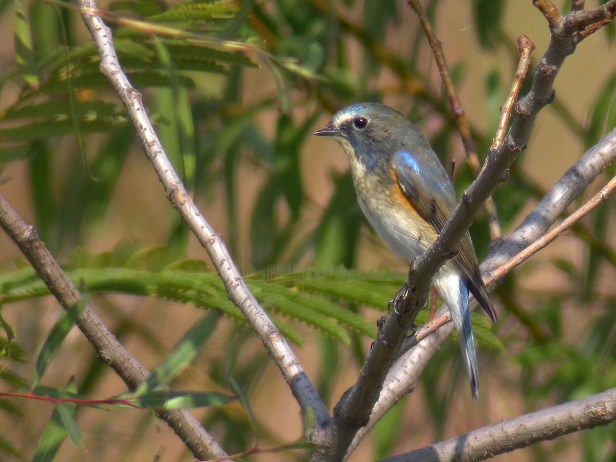 Red-flanked Bluetail - ML487503751