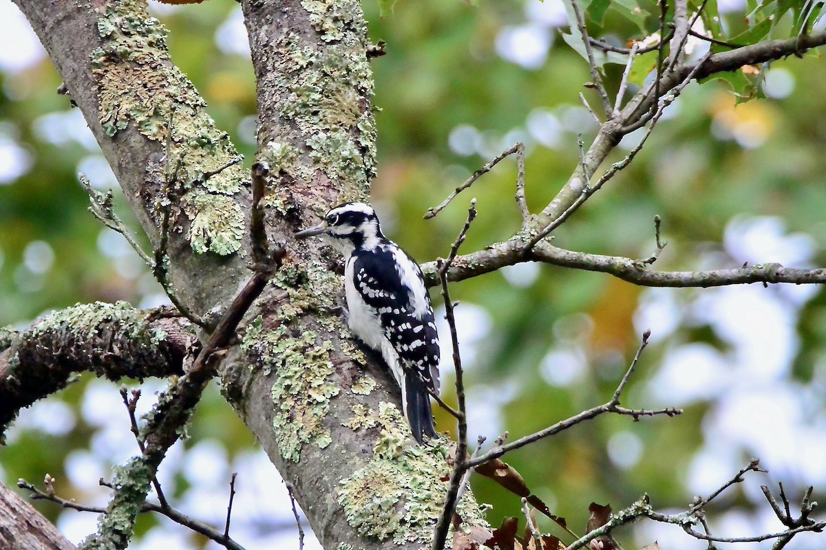 Hairy Woodpecker - ML487504221