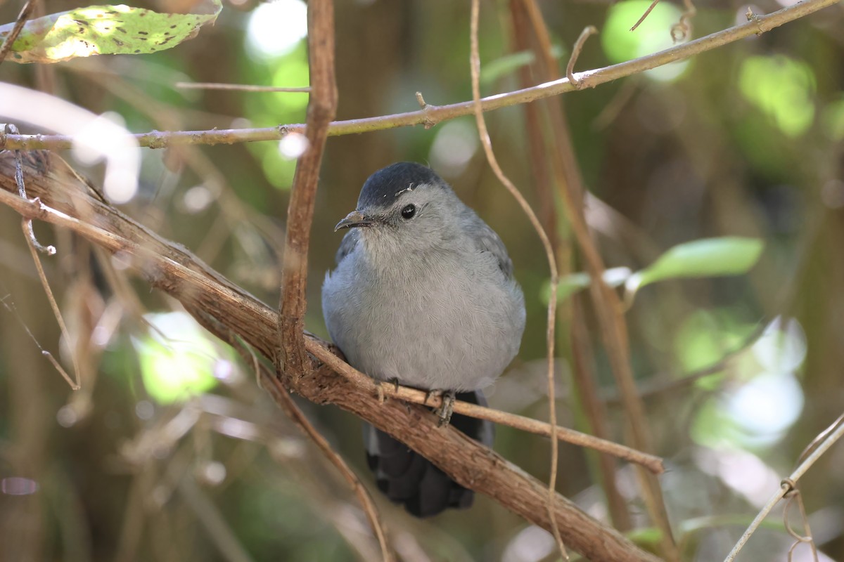 drozdec černohlavý - ML487506121