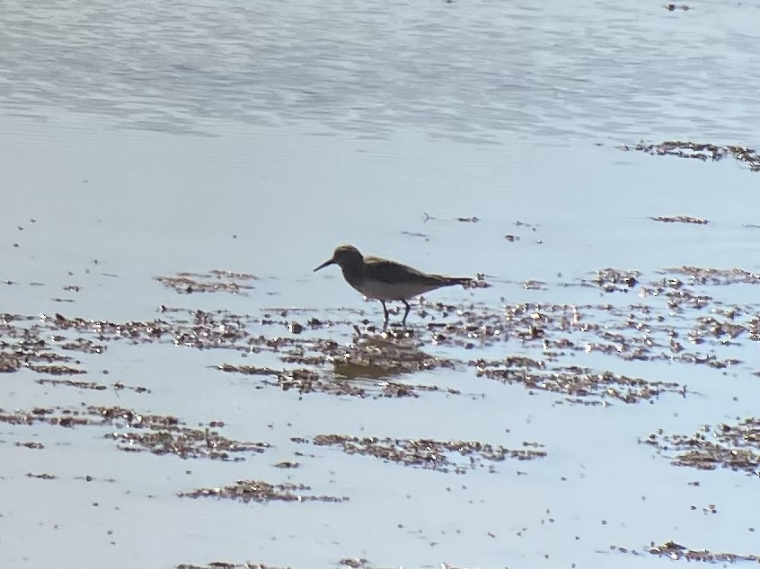 Baird's Sandpiper - ML487506281