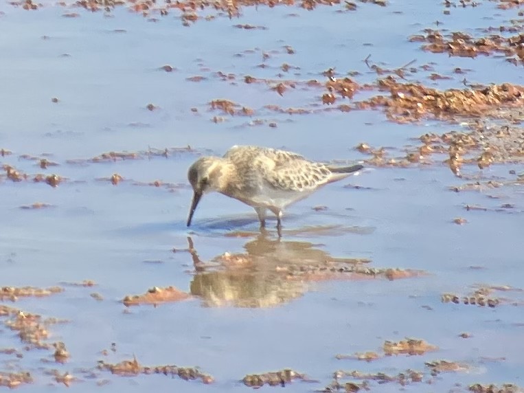 Baird's Sandpiper - ML487506291