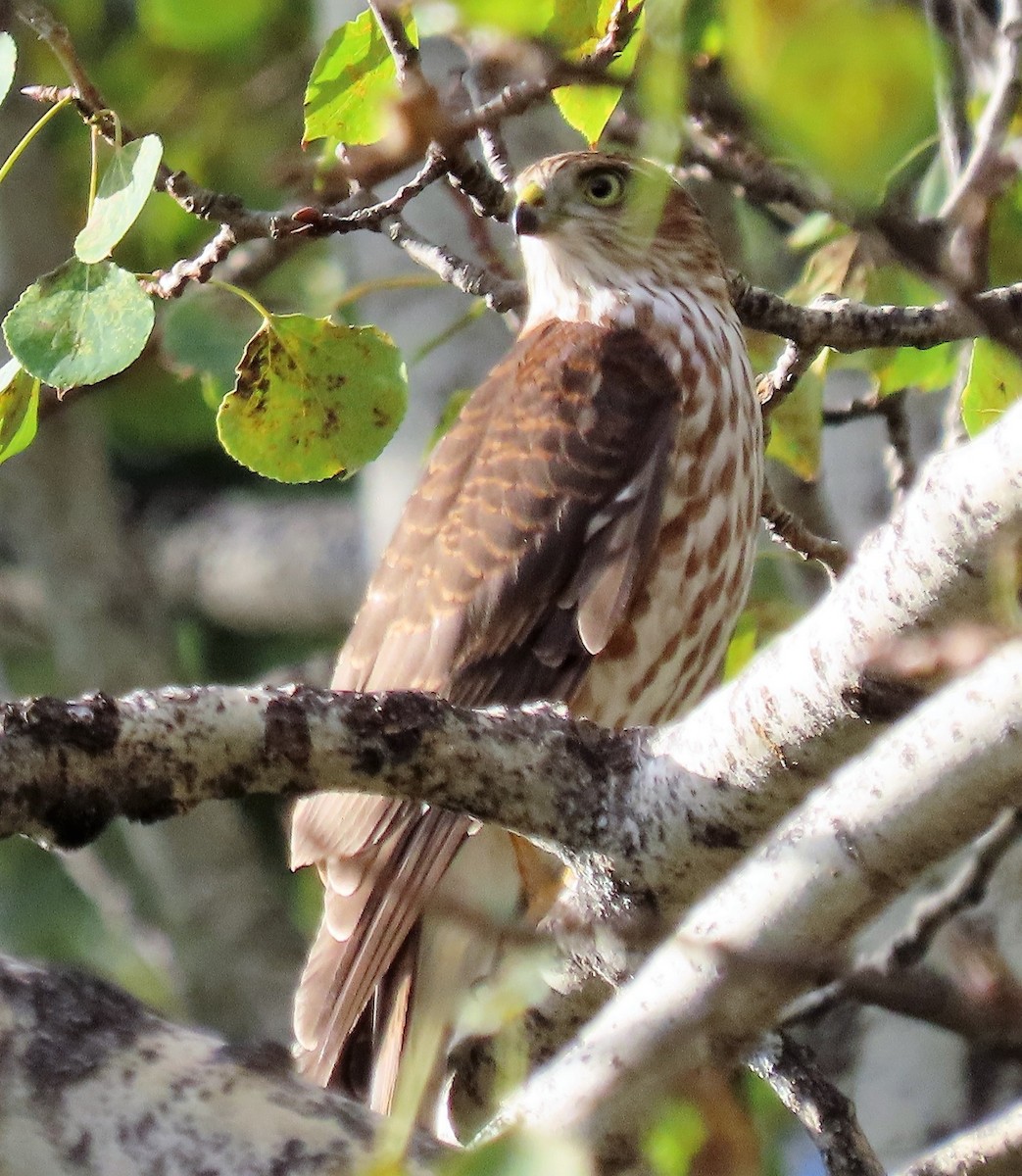 Sharp-shinned Hawk - ML487506691