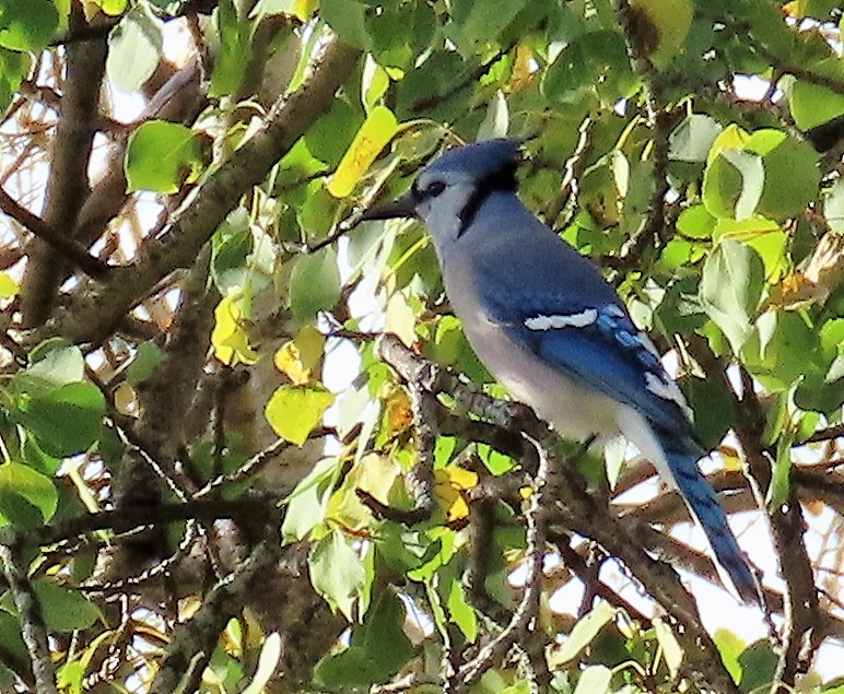 Blue Jay - ML487507061