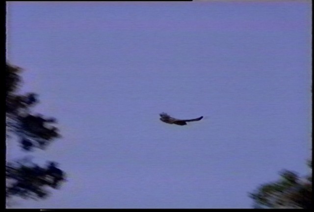 Hawaiian Hawk - ML487508