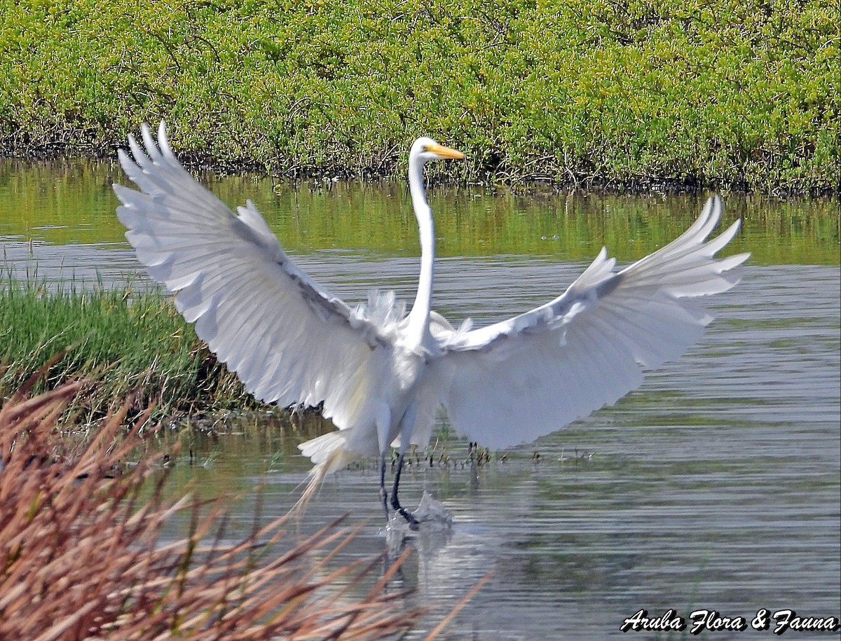 Great Egret - ML487508251