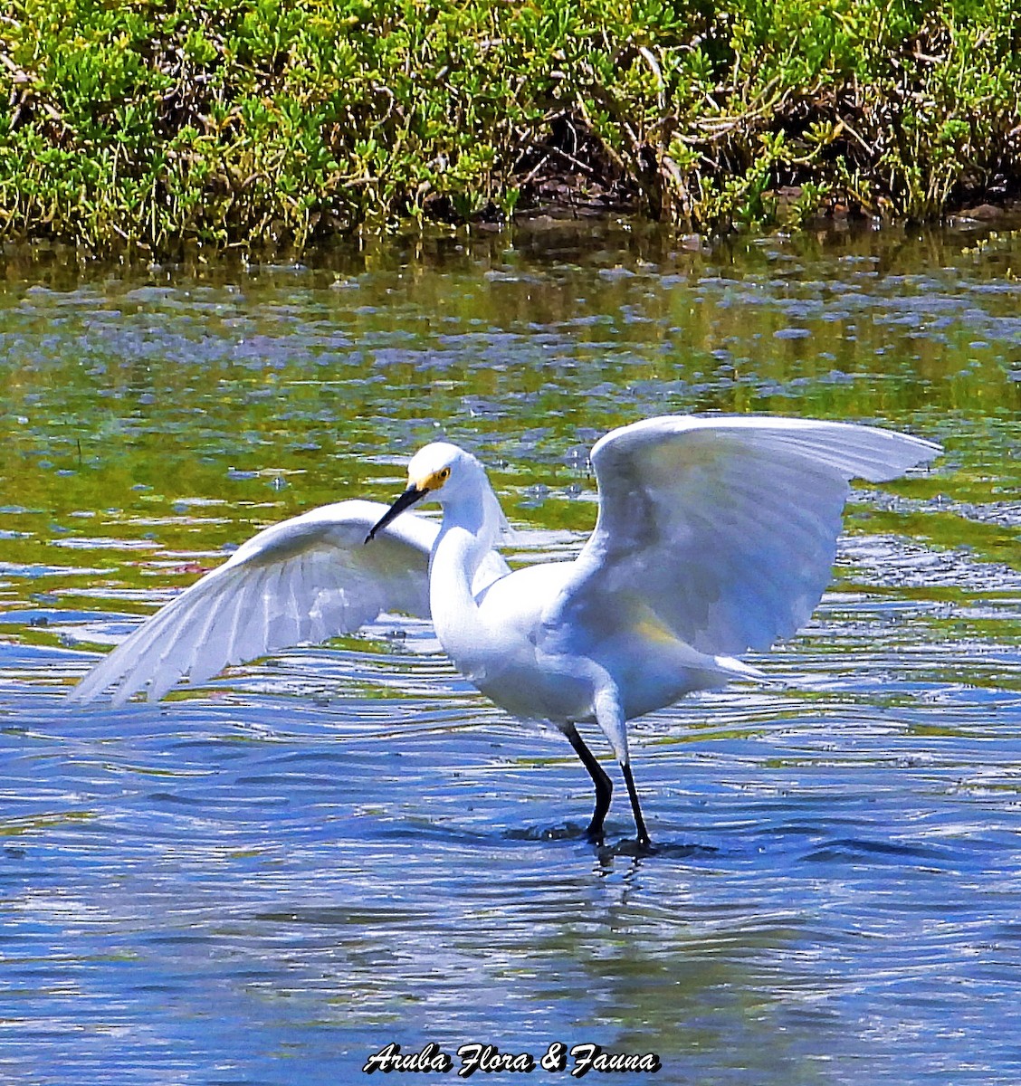 Snowy Egret - Ross Wauben