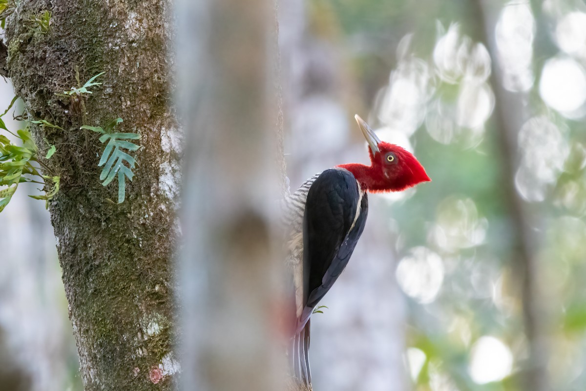 Robust Woodpecker - Hendryk Gemeiner