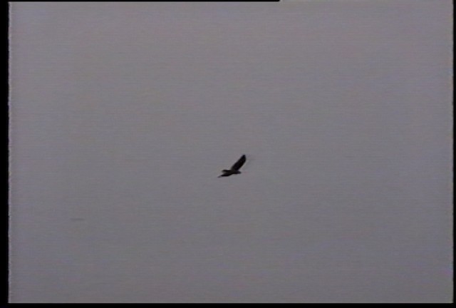 Hawaiian Hawk - ML487509