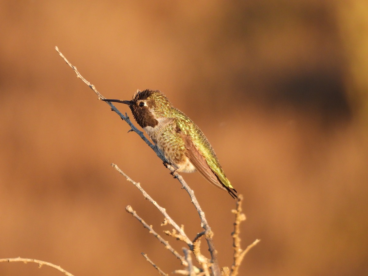 Anna's Hummingbird - ML487509041
