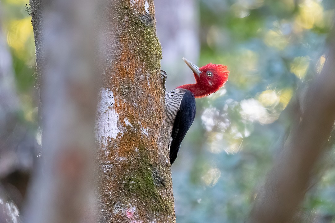 Robust Woodpecker - Hendryk Gemeiner