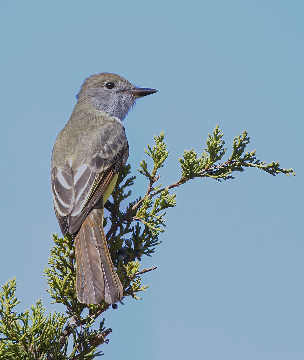 Great Crested Flycatcher - ML487509341