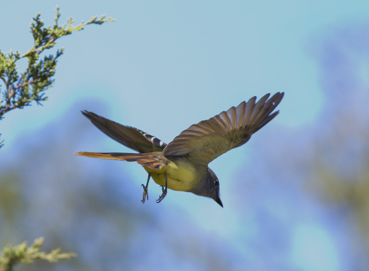 Great Crested Flycatcher - ML487509371