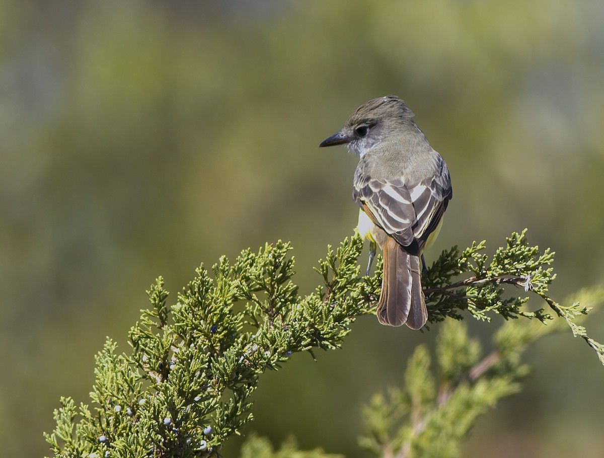 Great Crested Flycatcher - ML487509381