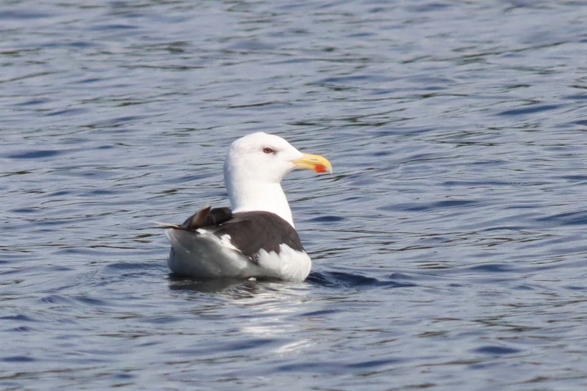 Great Black-backed Gull - ML487509531