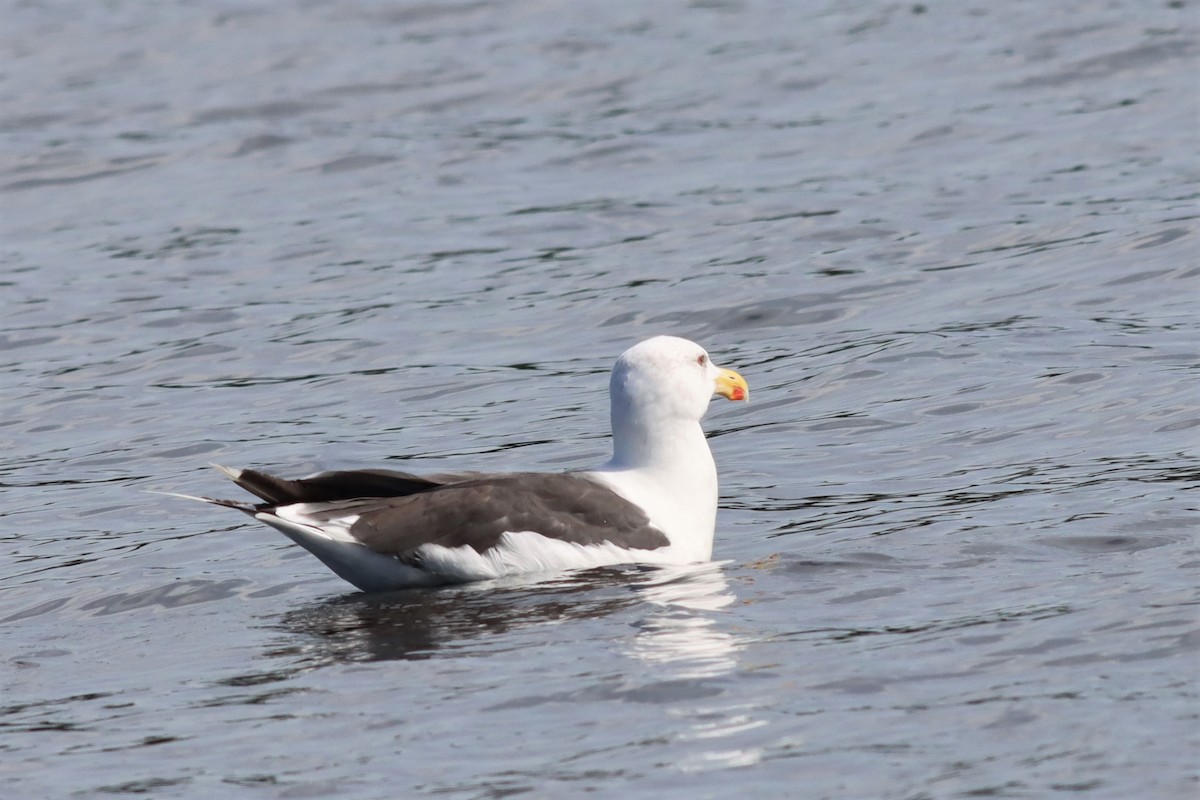 Great Black-backed Gull - ML487509551