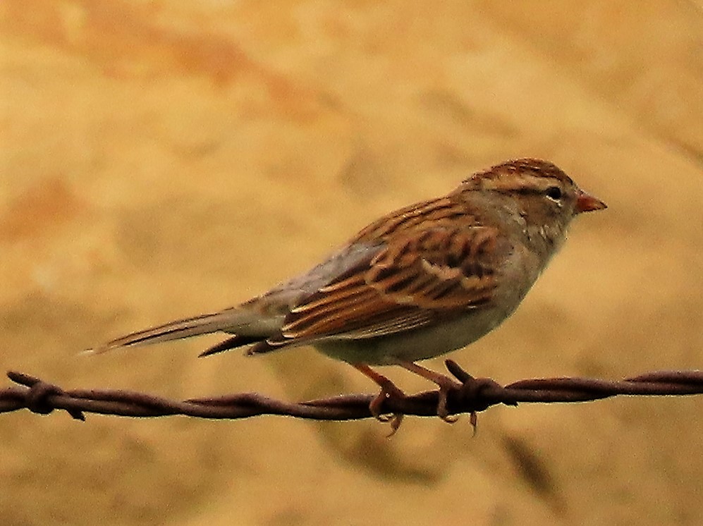 Chipping Sparrow - ML487510371