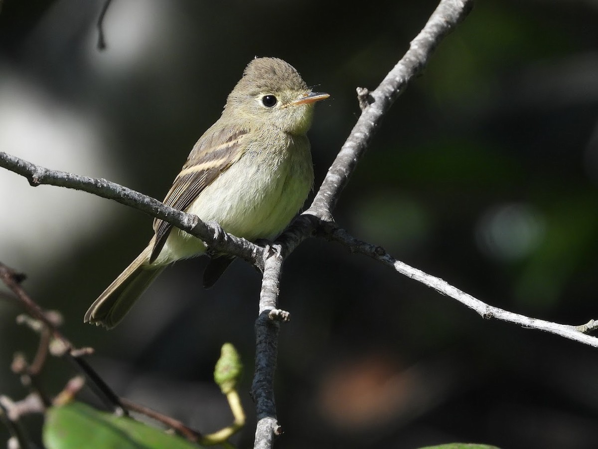 Western Flycatcher (Pacific-slope) - ML487510881