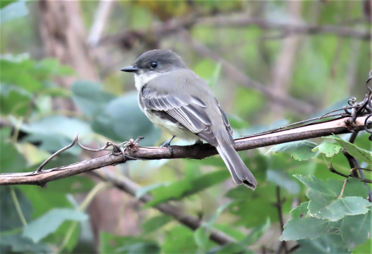 Eastern Phoebe - ML487511451