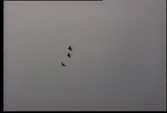 Hawaiian Crow - ML487512