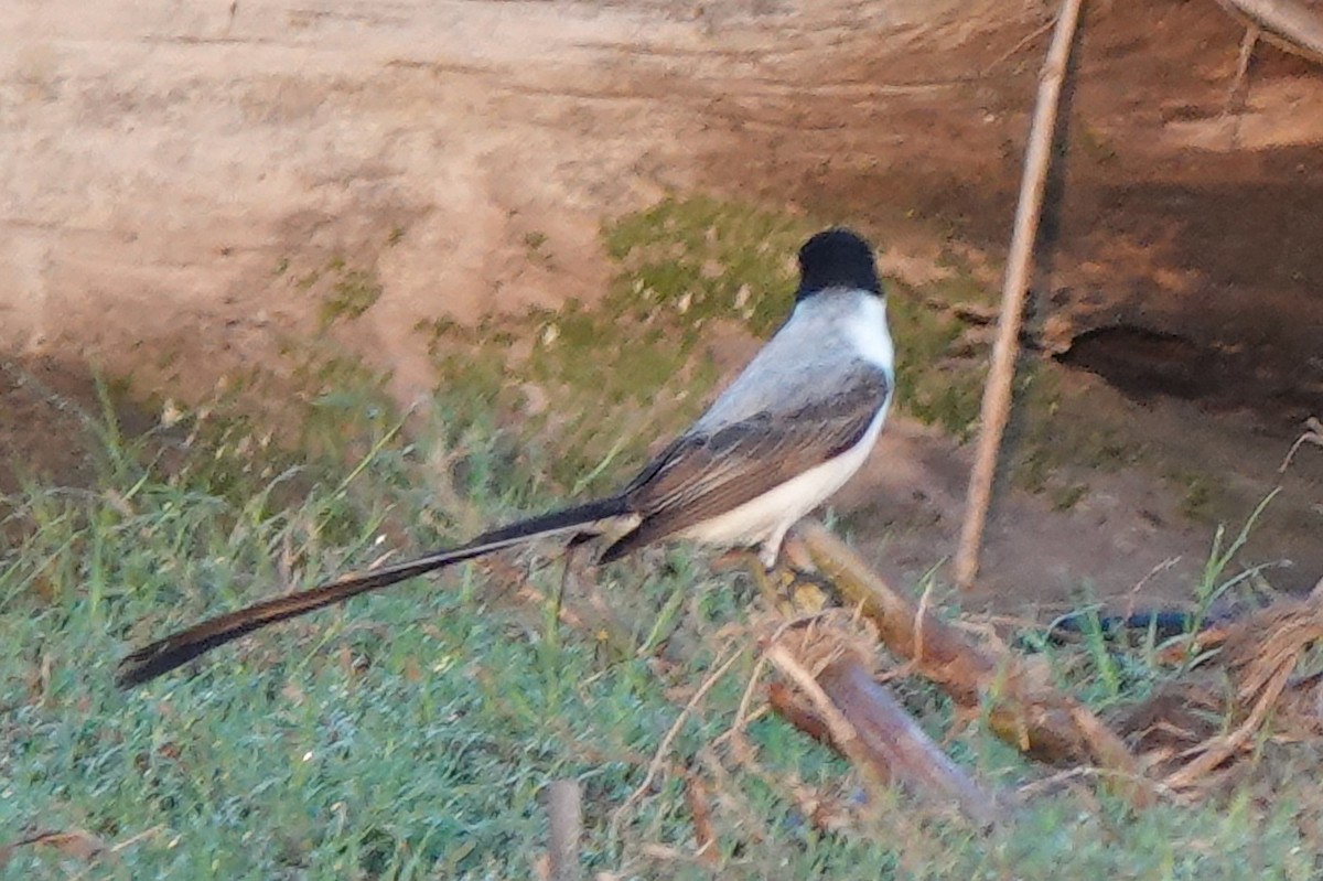 Fork-tailed Flycatcher - ML487513051