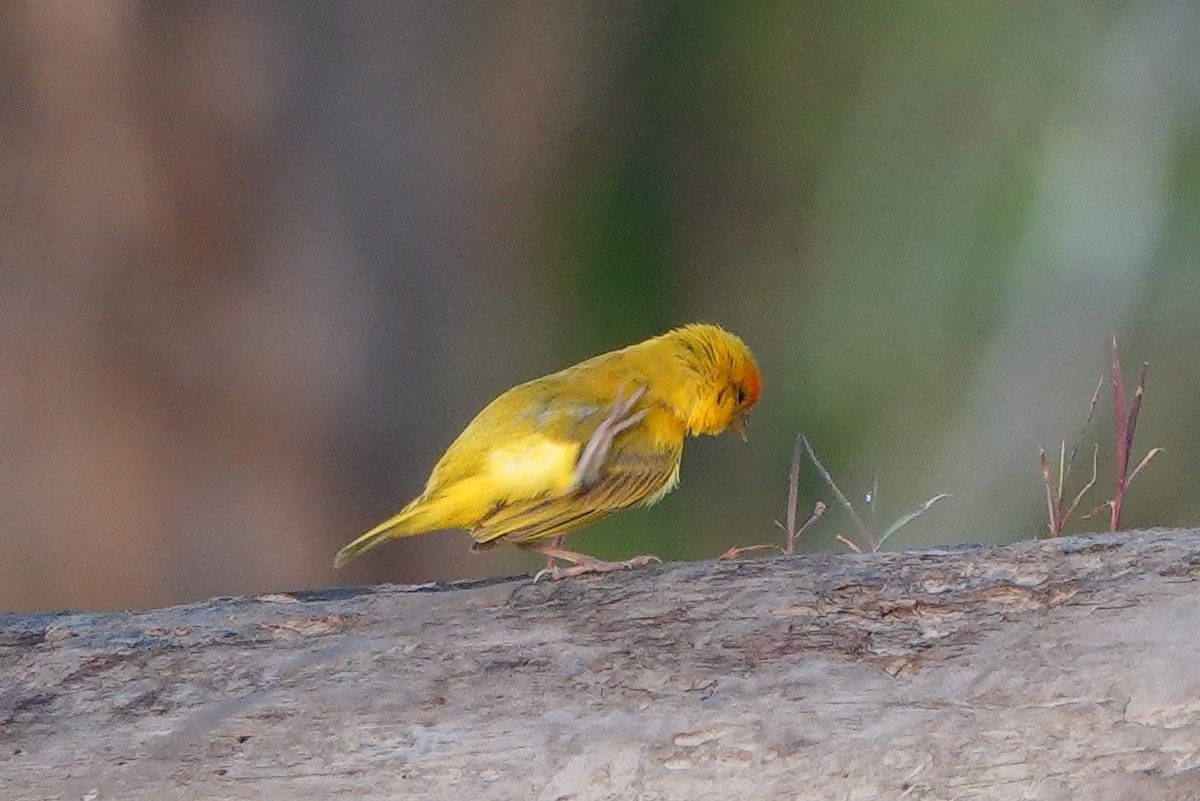 Orange-fronted Yellow-Finch - ML487513551