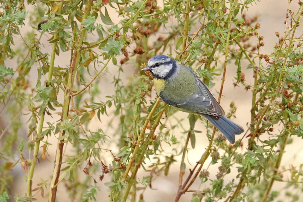 Eurasian Blue Tit - ML487514251