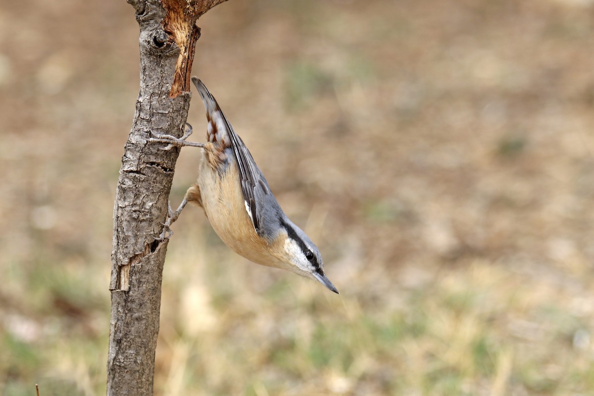 Eurasian Nuthatch - ML487514501