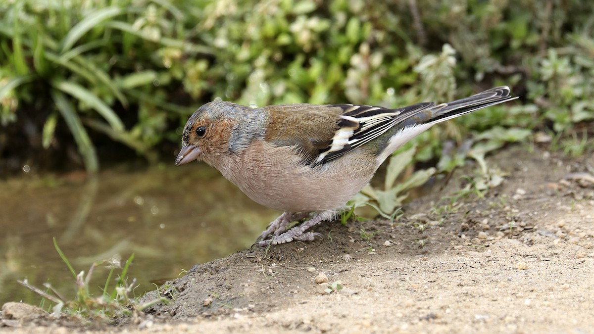 Common Chaffinch - ML487514681