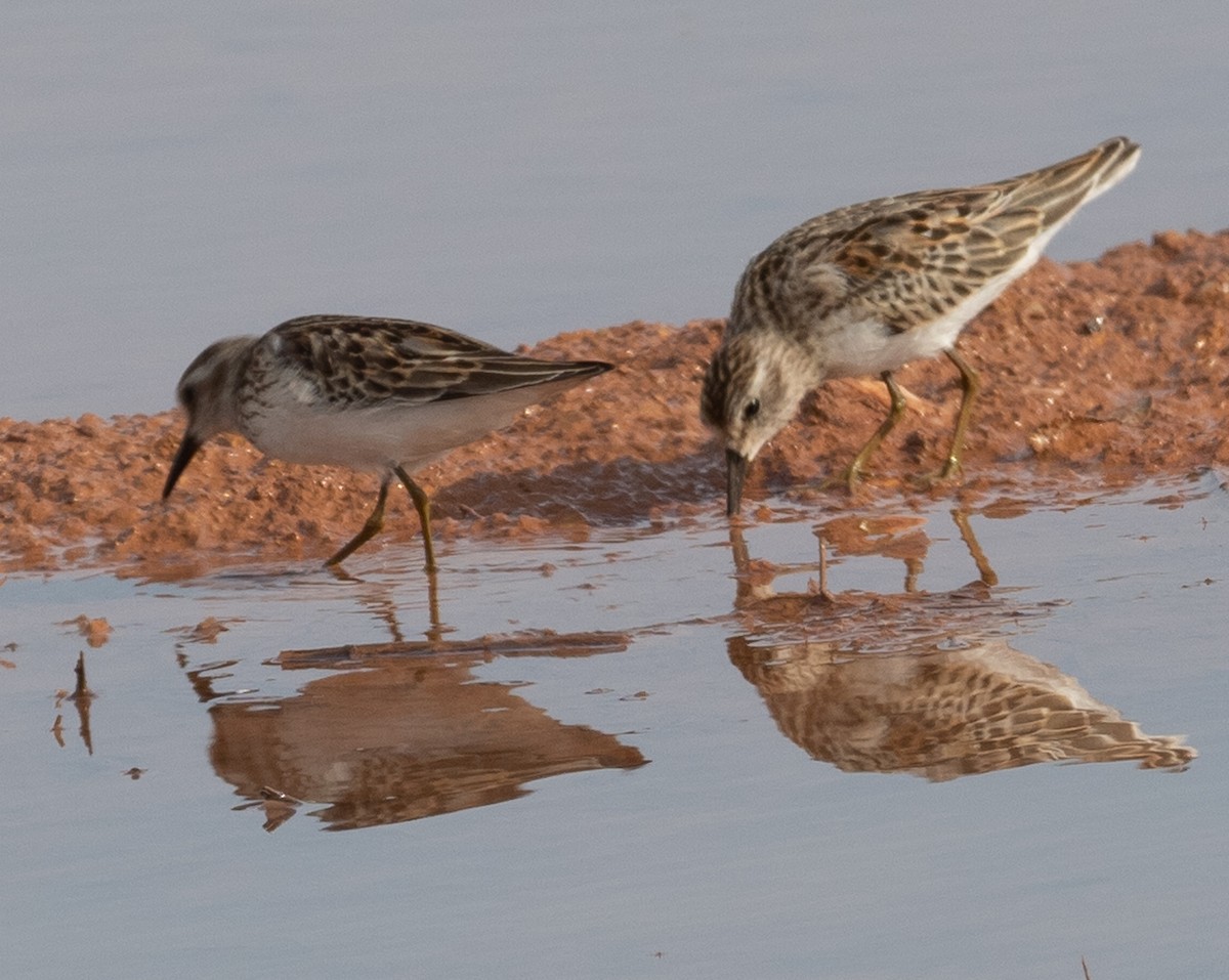 pygmésnipe - ML487515251