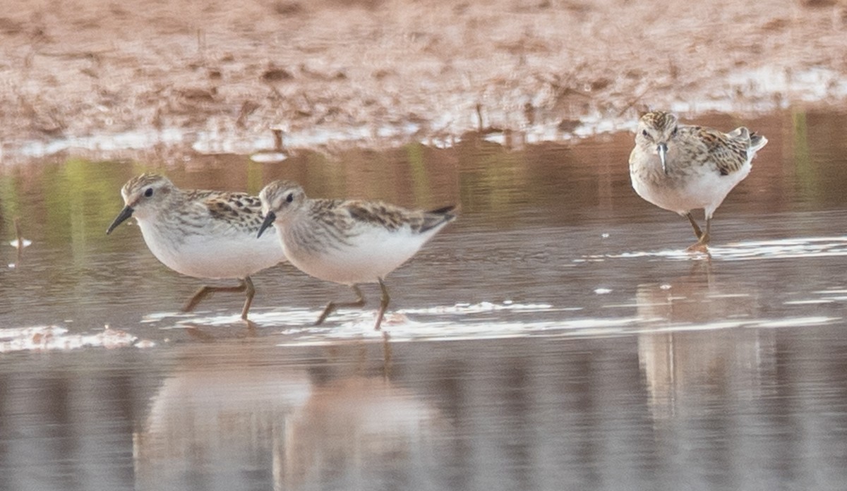 pygmésnipe - ML487515931