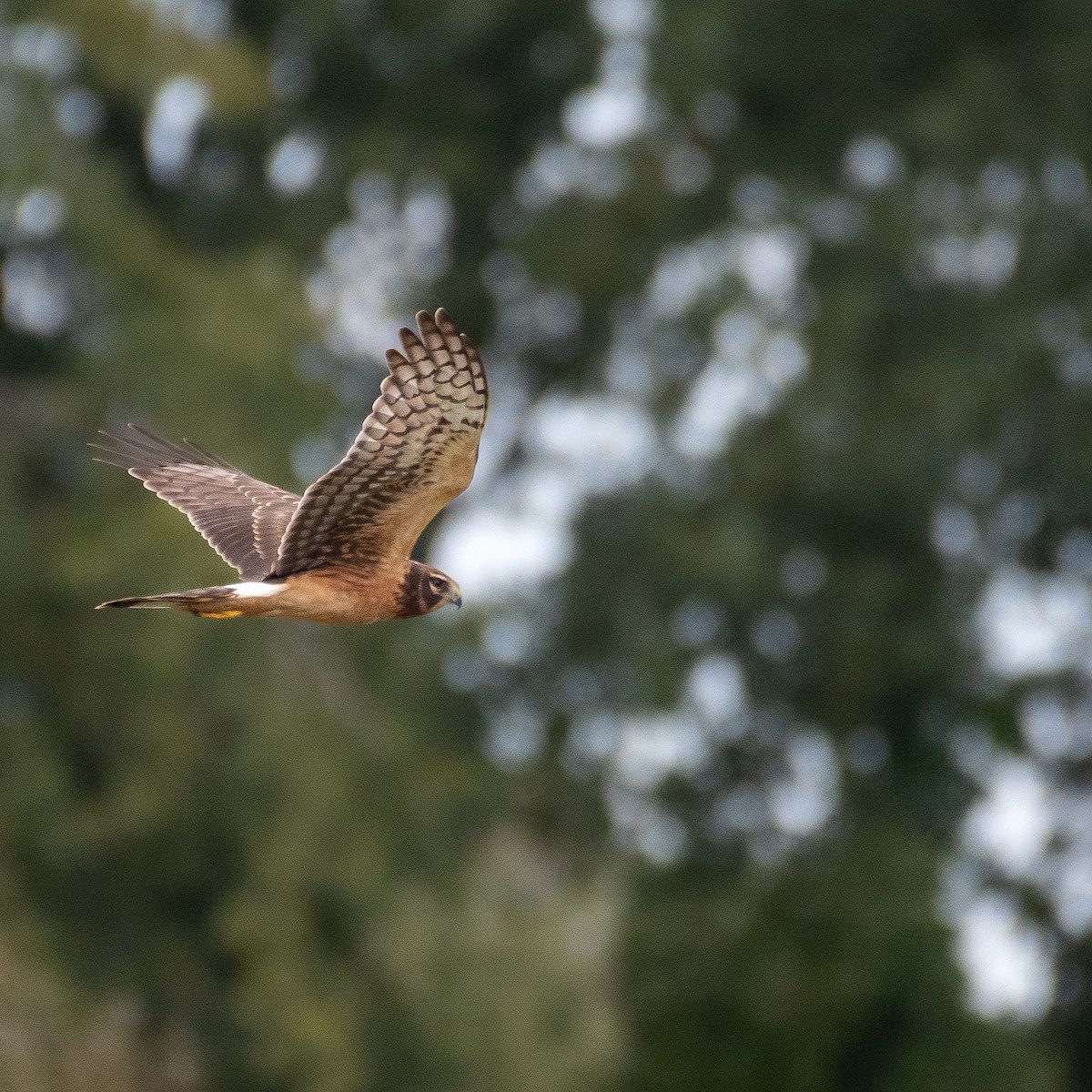 Northern Harrier - ML487516201