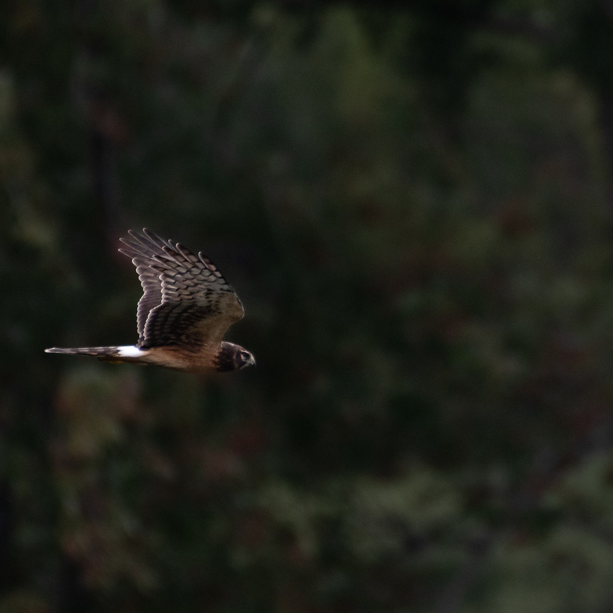 Northern Harrier - ML487516221