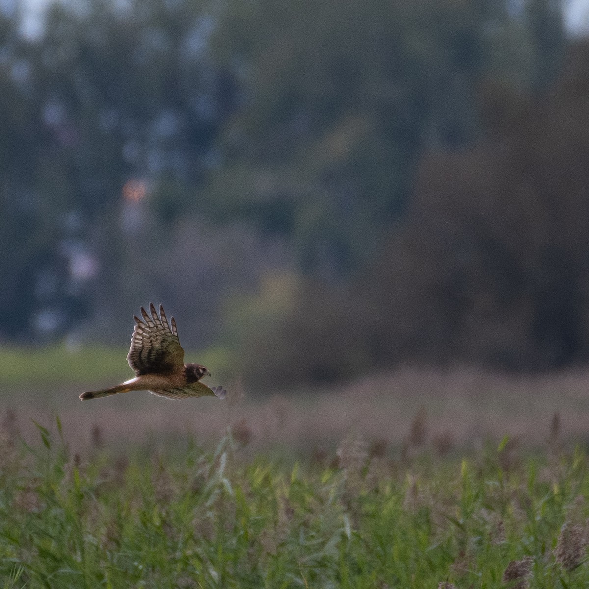 Northern Harrier - ML487516231