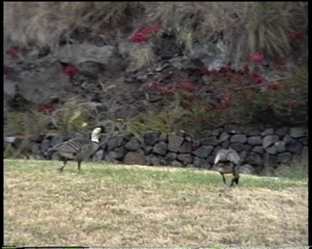 Hawaiian Goose - ML487518