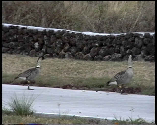Hawaiian Goose - ML487519