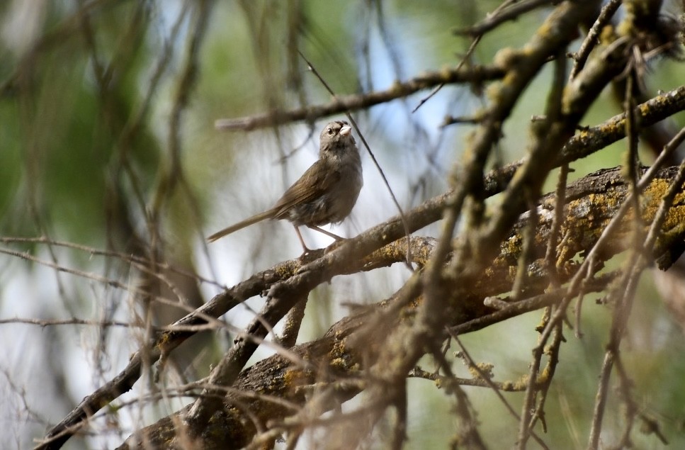 Olive Sparrow - ML487519041