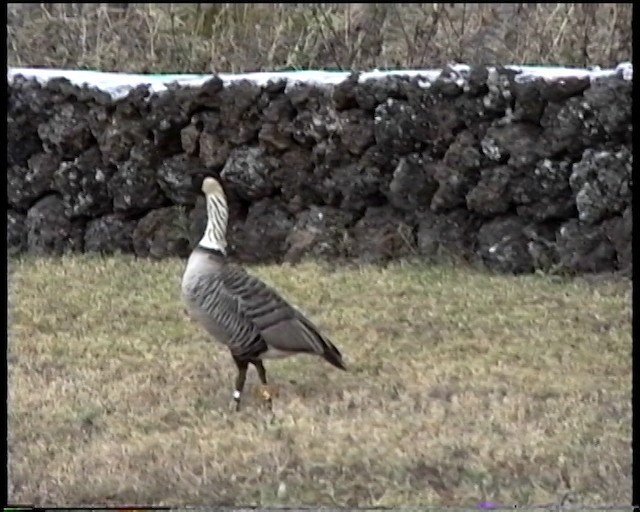 Hawaiian Goose - ML487520