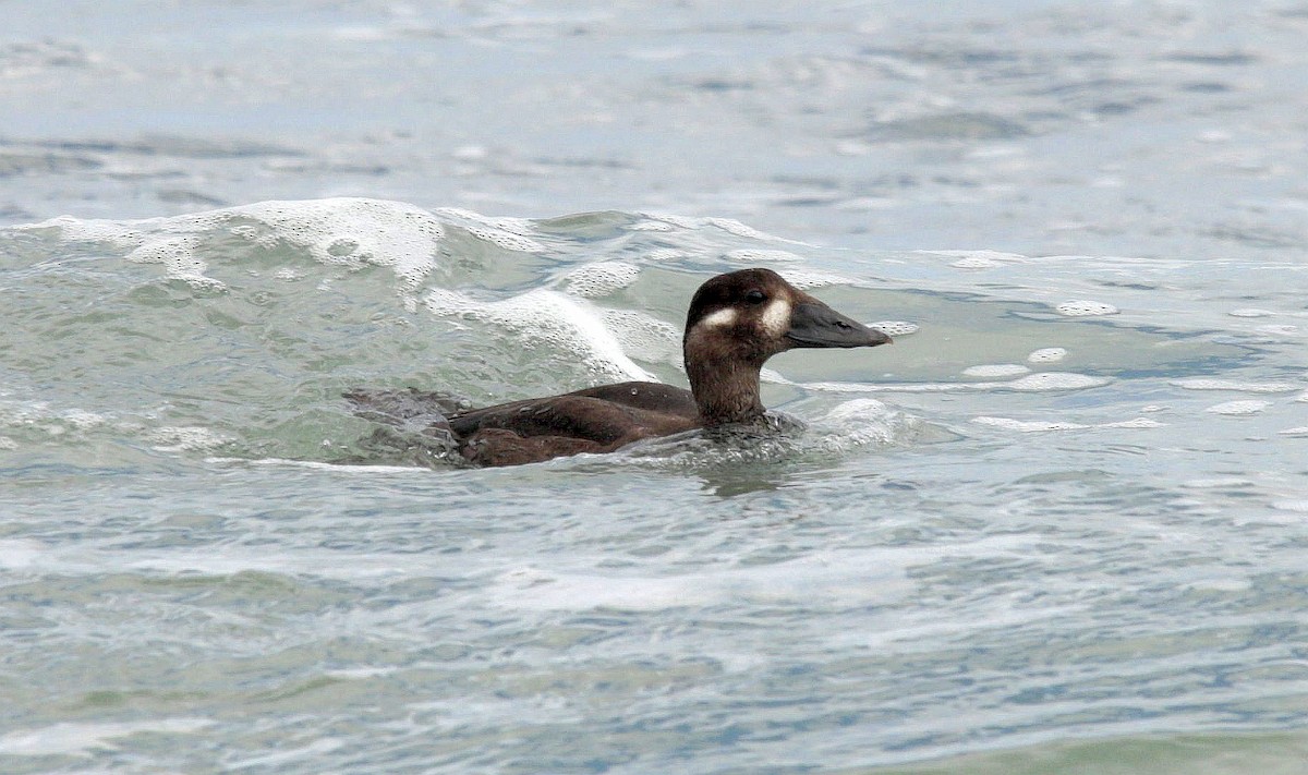 Surf Scoter - ML487520111