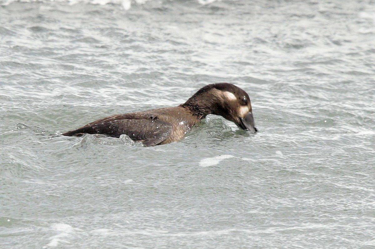 Surf Scoter - ML487520131