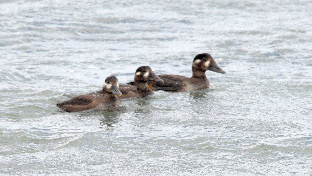 Surf Scoter - ML487520141