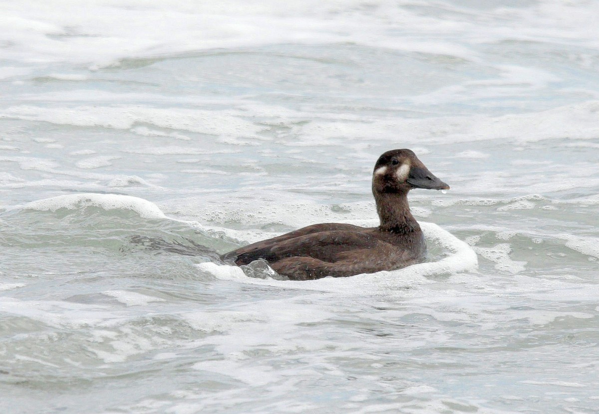 Surf Scoter - ML487520161