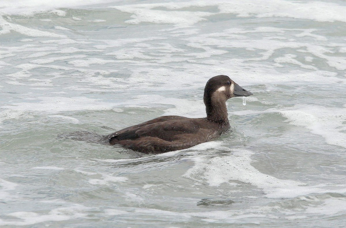 Surf Scoter - ML487520171