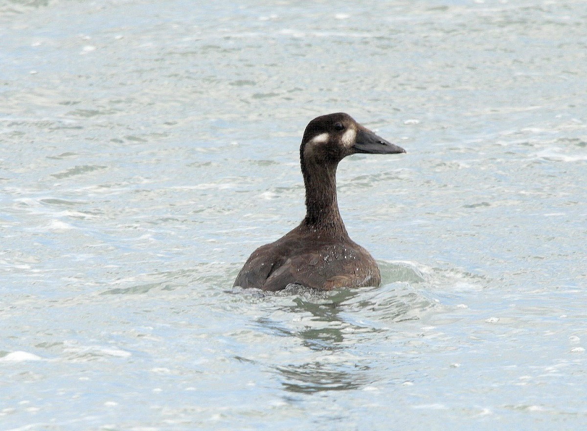 Surf Scoter - ML487520181