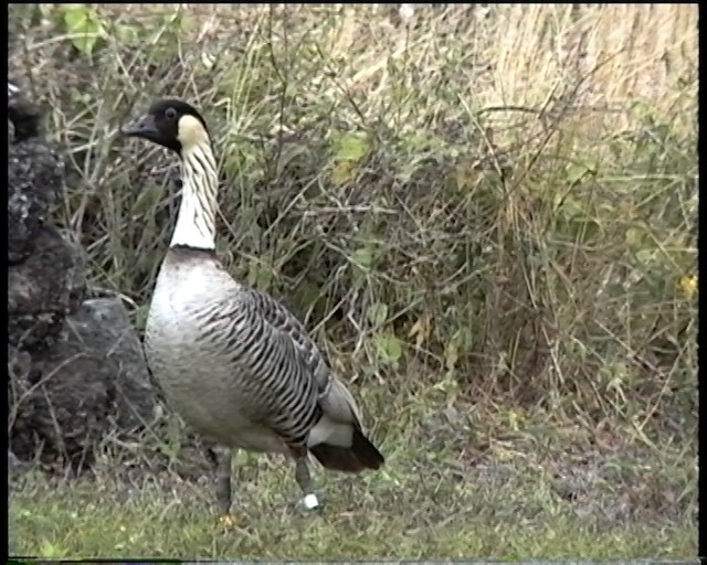 Hawaiian Goose - ML487521