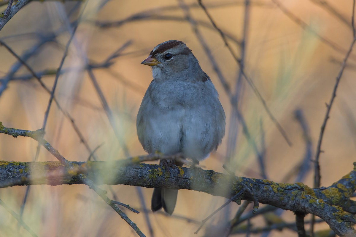 White-crowned Sparrow - ML487521521
