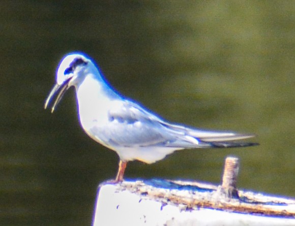 Forster's Tern - Jim Wilson