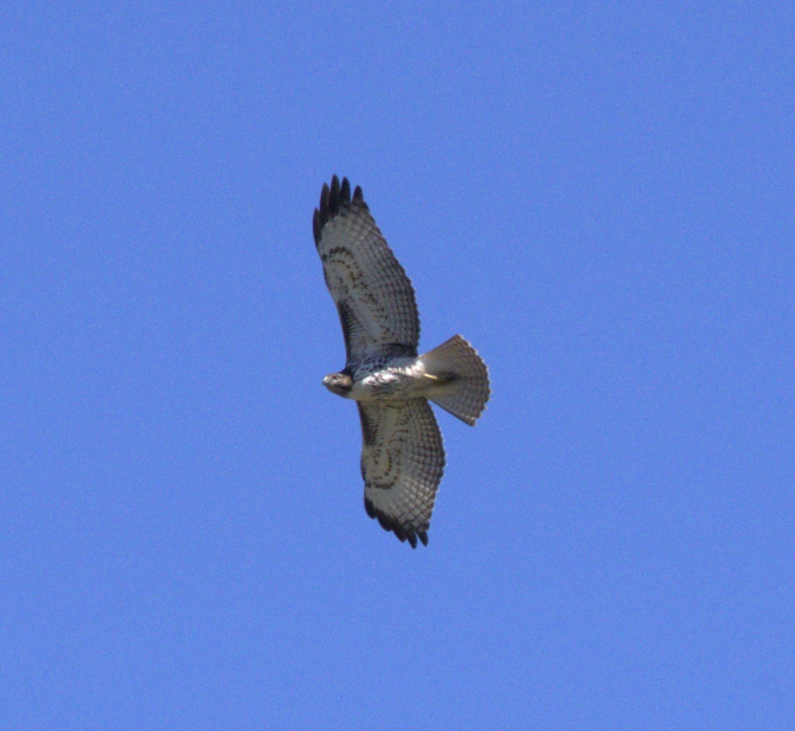 Red-tailed Hawk - Kay Hawklee