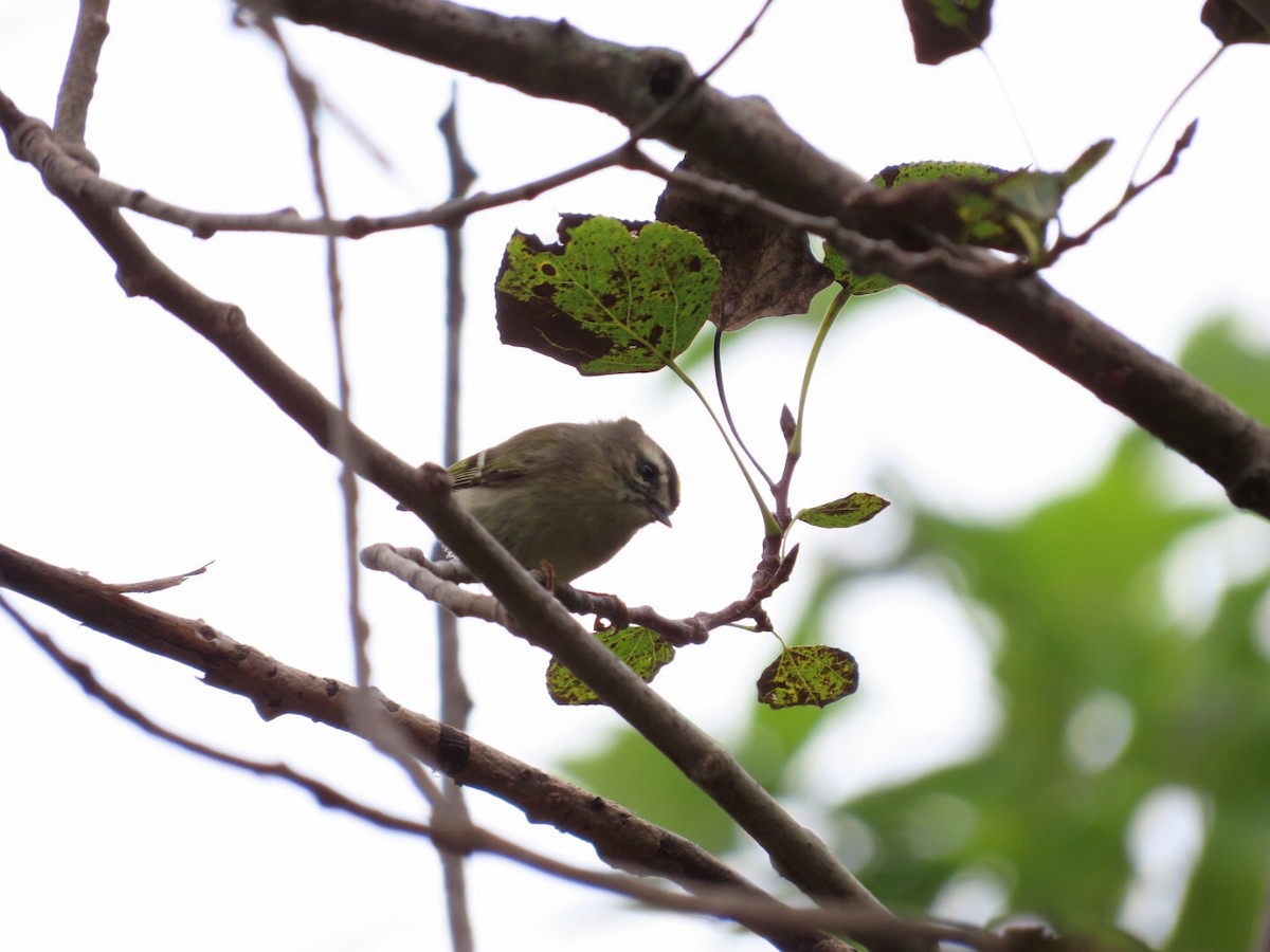 Golden-crowned Kinglet - Tania Mohacsi